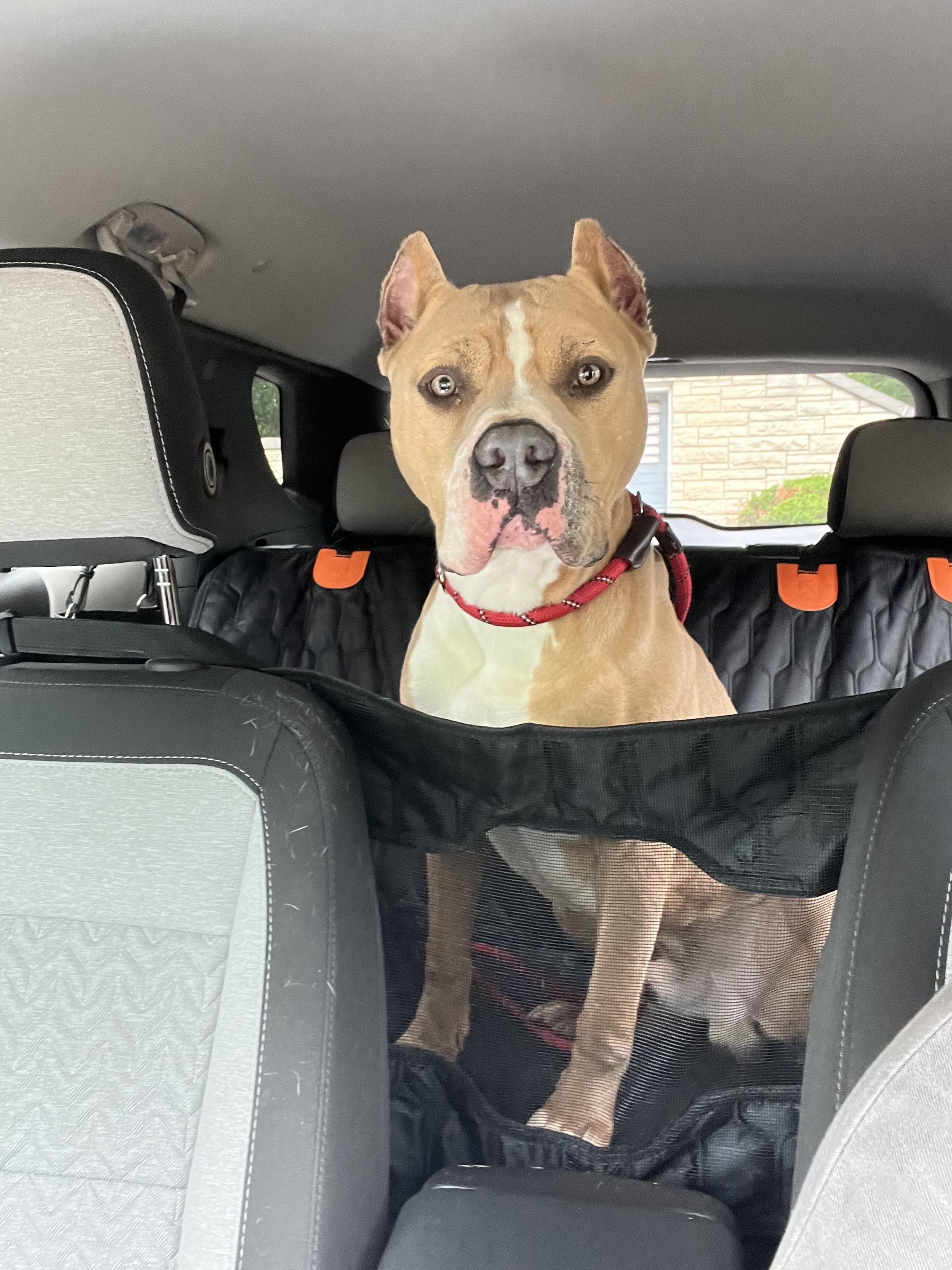 Cruz, a ADOPTABLE Pit Bull Terrier in Vernon Hills, IL image 6/6