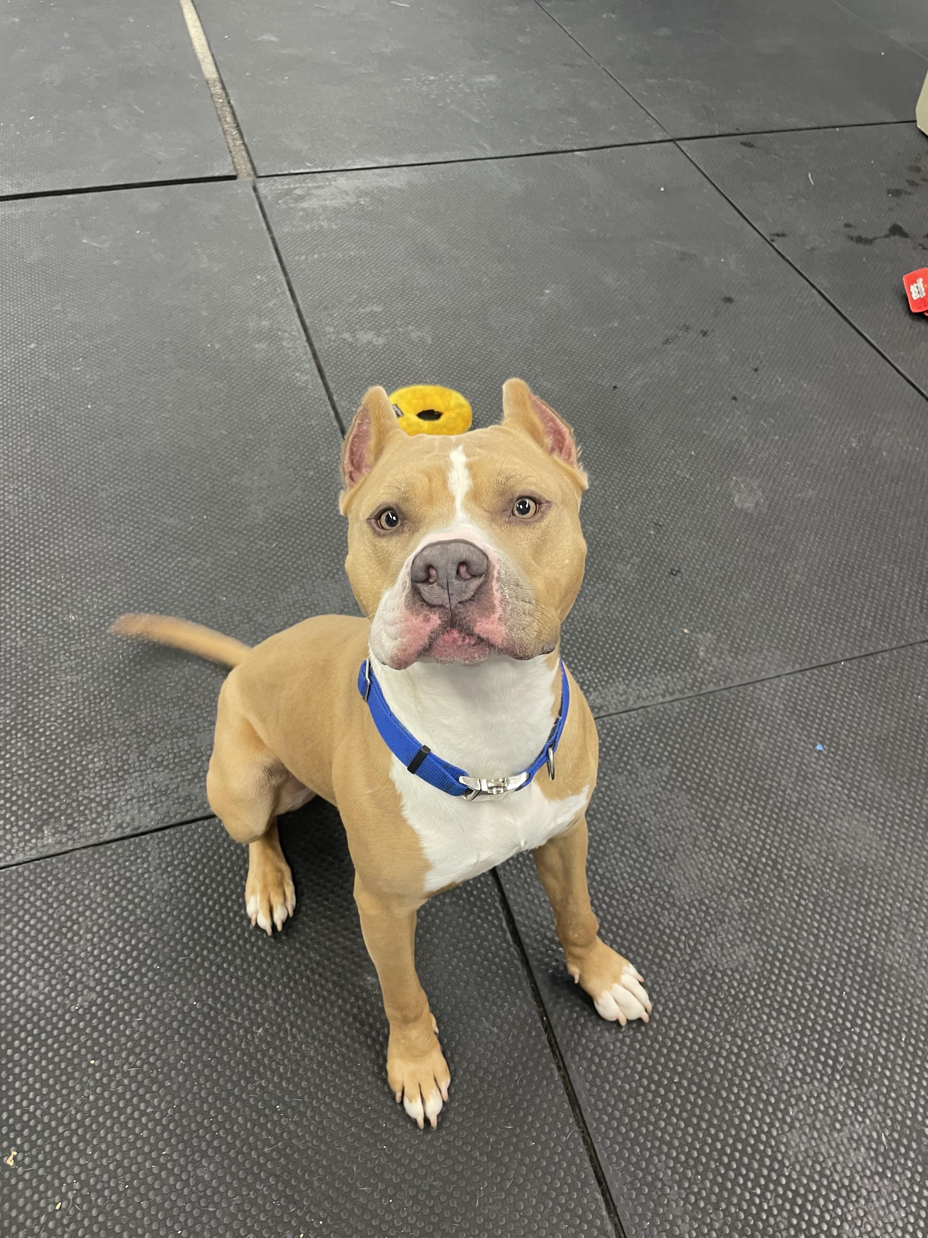 Cruz, a ADOPTABLE Pit Bull Terrier in Vernon Hills, IL image 3/6