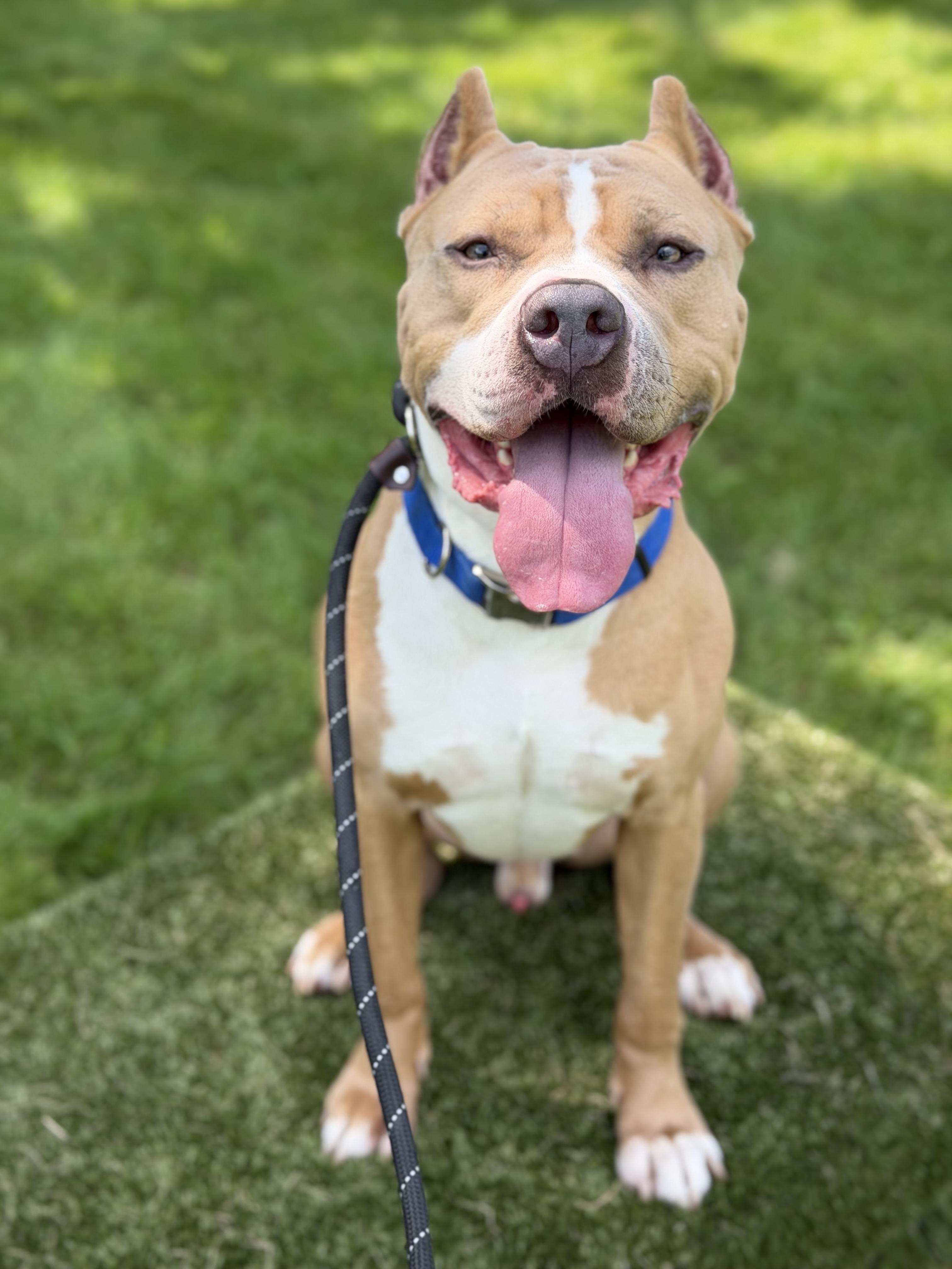 Enlarge Cruz, a ADOPTABLE Pit Bull Terrier in Vernon Hills, IL image 1/6