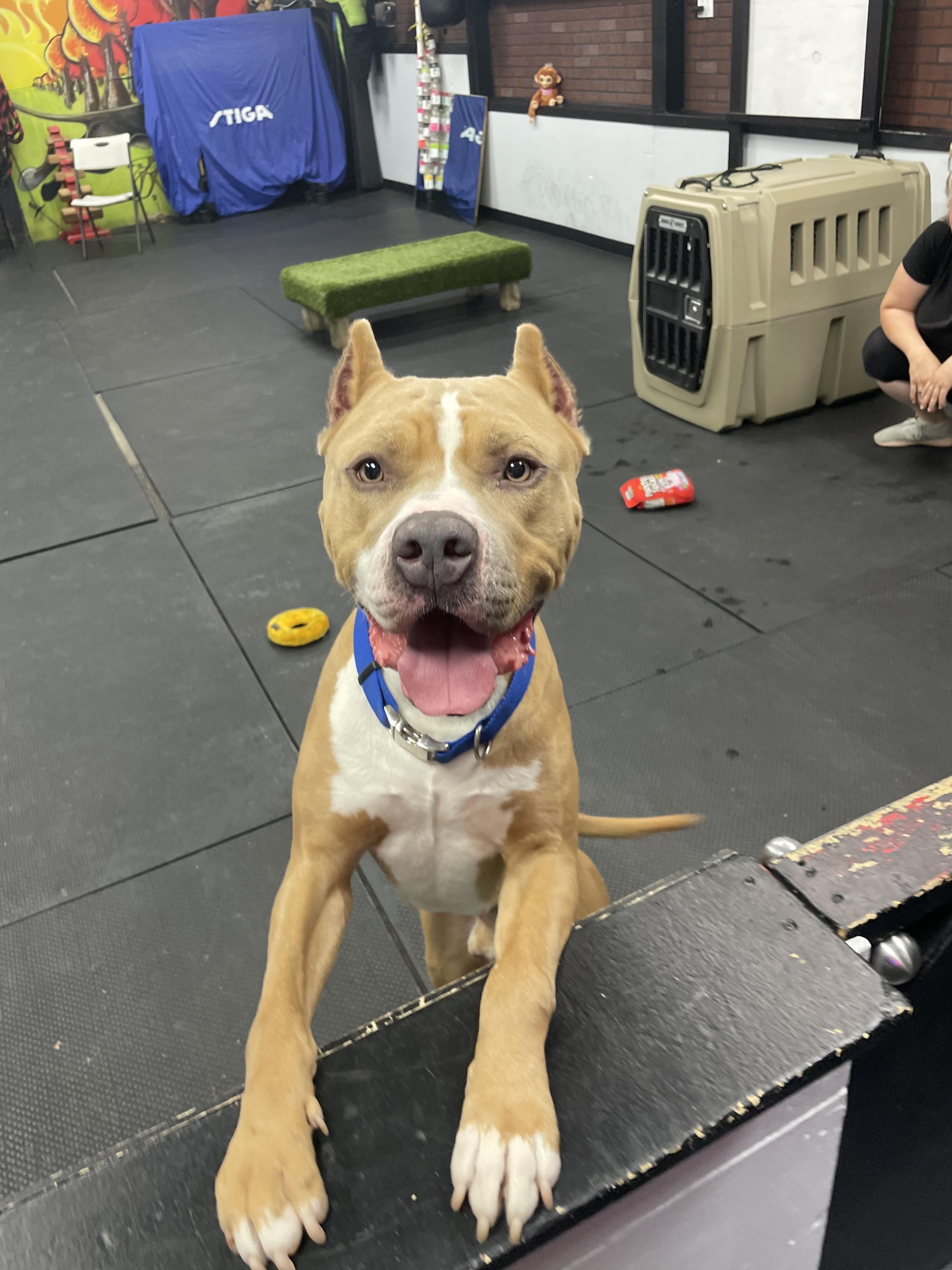Cruz, a ADOPTABLE Pit Bull Terrier in Vernon Hills, IL image 4/6