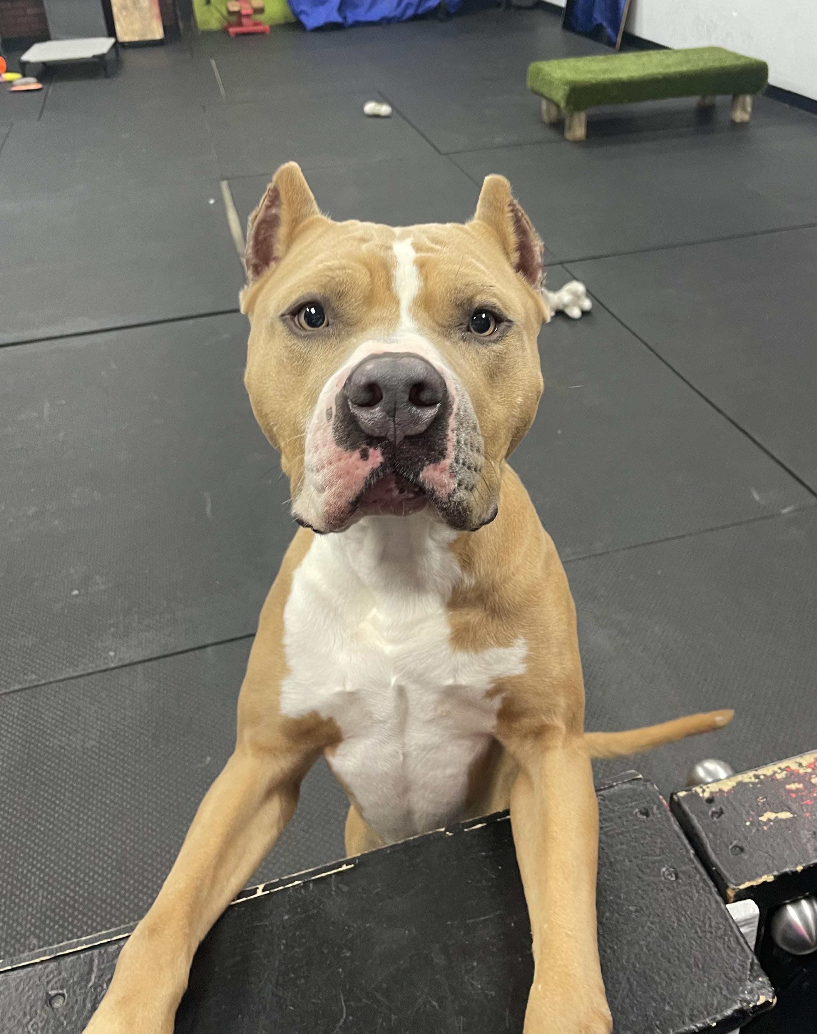 Cruz, a ADOPTABLE Pit Bull Terrier in Vernon Hills, IL image 1/6