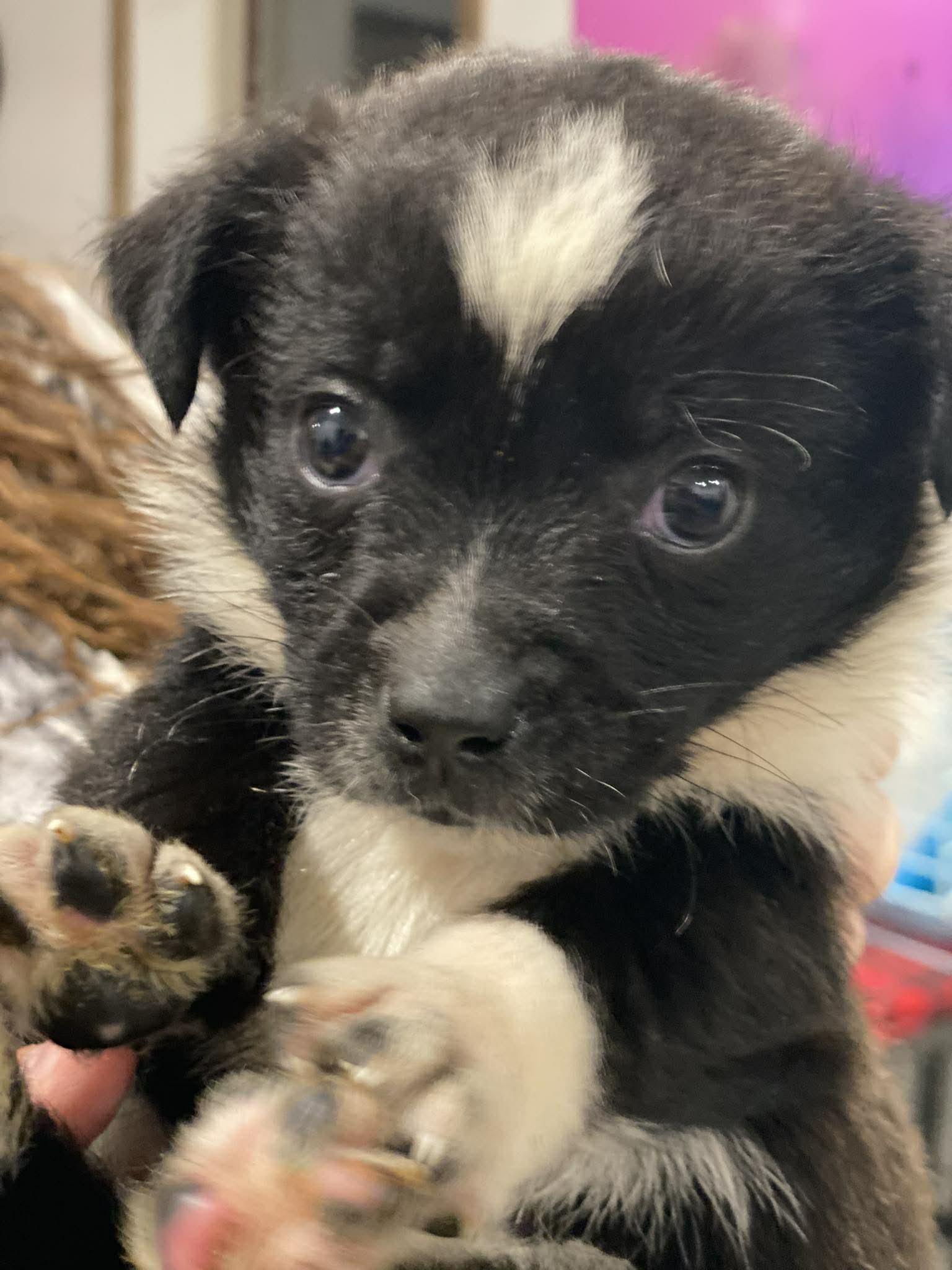 Enlarge Domino, a Adopted mixed breed in Lewistown, PA image 1/1