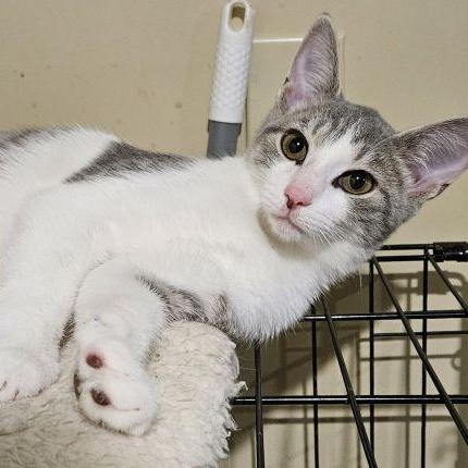 Samson, Adoptable, Young Male Domestic Short Hair & Tabby.