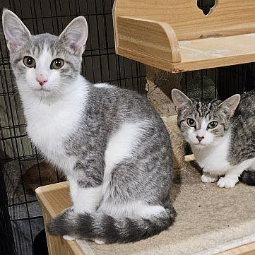 Enlarge Samson, a Adoptable mixed breed in Lenhartsville, PA image 2/3