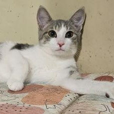 Enlarge Samson, a Adoptable mixed breed in Lenhartsville, PA image 3/3