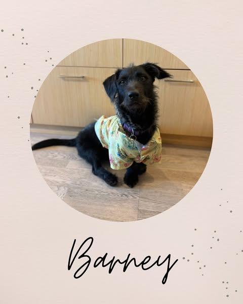 BARNEY, an adoptable Corgi, Terrier in Coquitlam, BC, V3E 0A5 | Photo Image 1