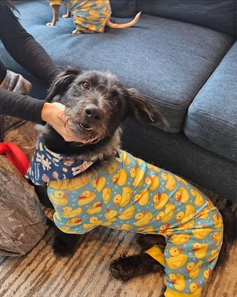 BARNEY, an adoptable Corgi, Terrier in Coquitlam, BC, V3E 0A5 | Photo Image 2