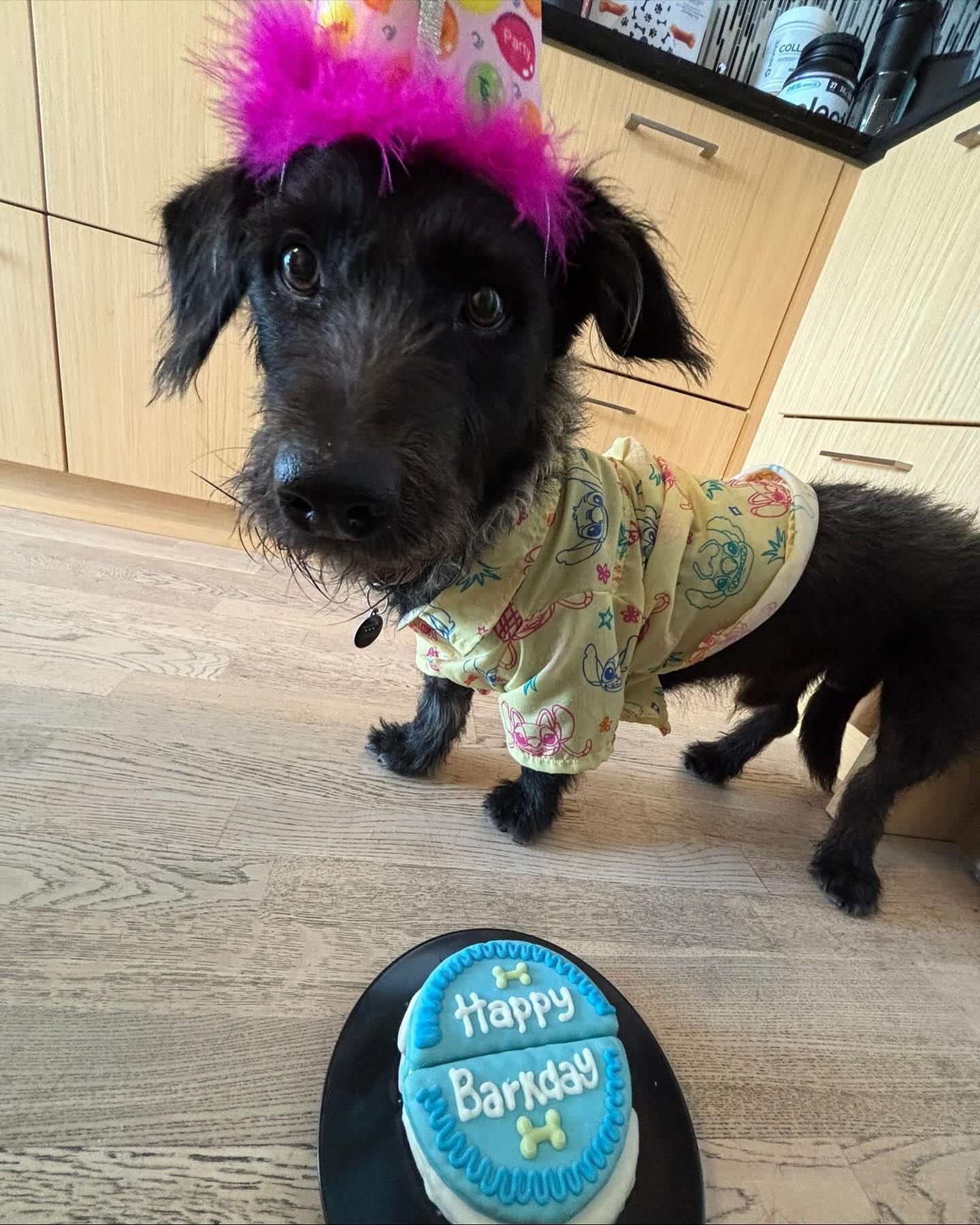 BARNEY, an adoptable Corgi, Terrier in Coquitlam, BC, V3E 0A5 | Photo Image 4