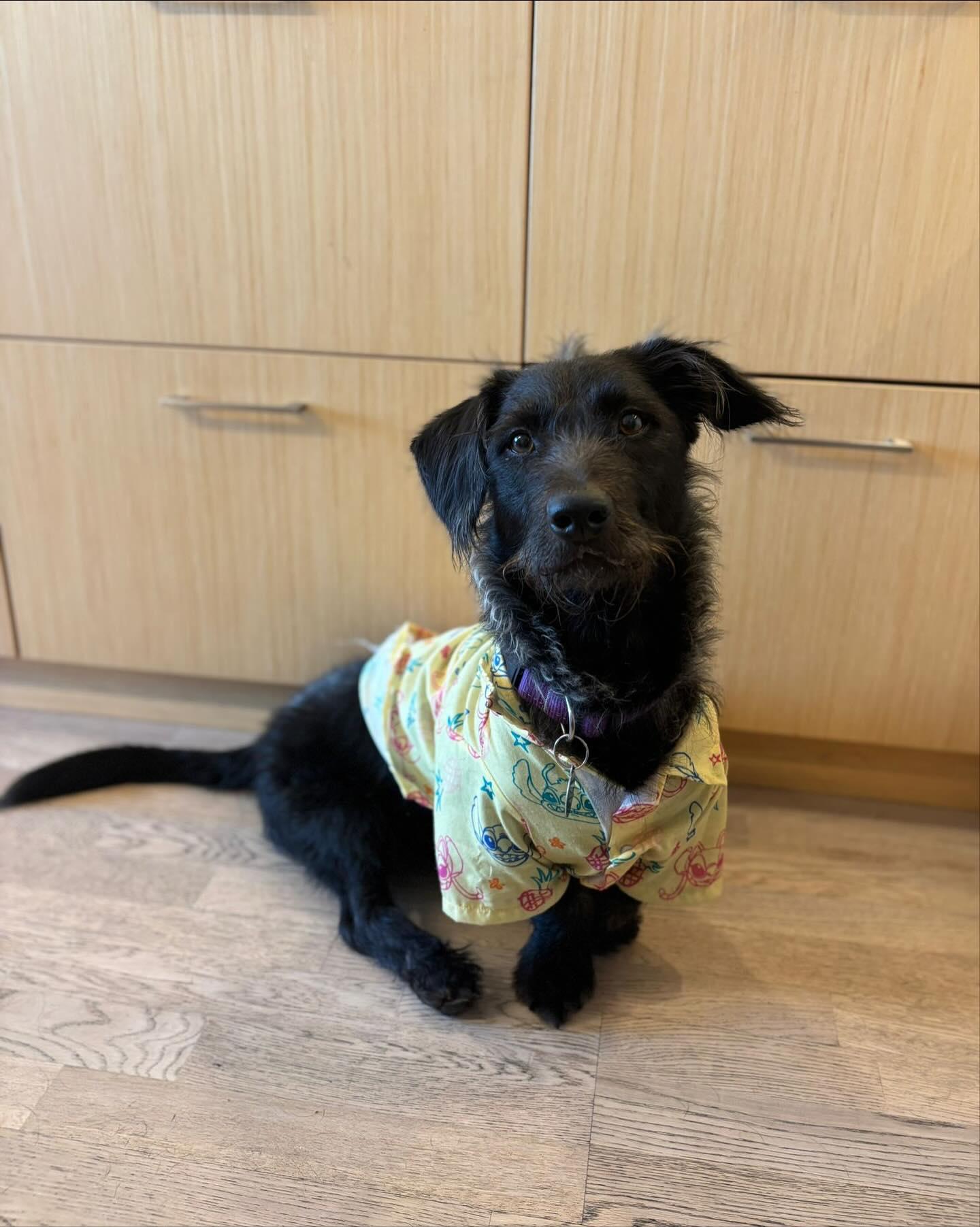 BARNEY, an adoptable Corgi, Terrier in Coquitlam, BC, V3E 0A5 | Photo Image 5