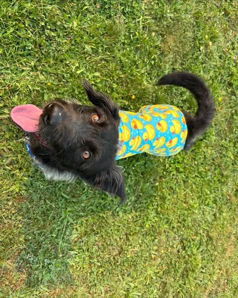 BARNEY, an adoptable Corgi, Terrier in Coquitlam, BC, V3E 0A5 | Photo Image 3