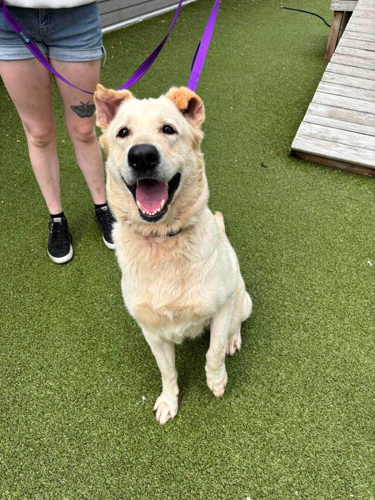 Enlarge Bianca, a Adopted mixed breed in Liverpool, NY image 1/4