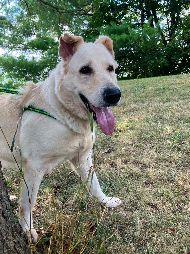 Enlarge Bianca, a Adopted mixed breed in Liverpool, NY image 2/4
