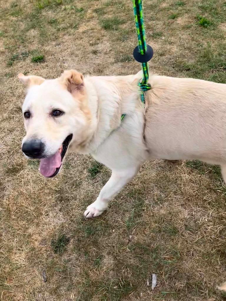 Enlarge Bianca, a Adopted mixed breed in Liverpool, NY image 3/4