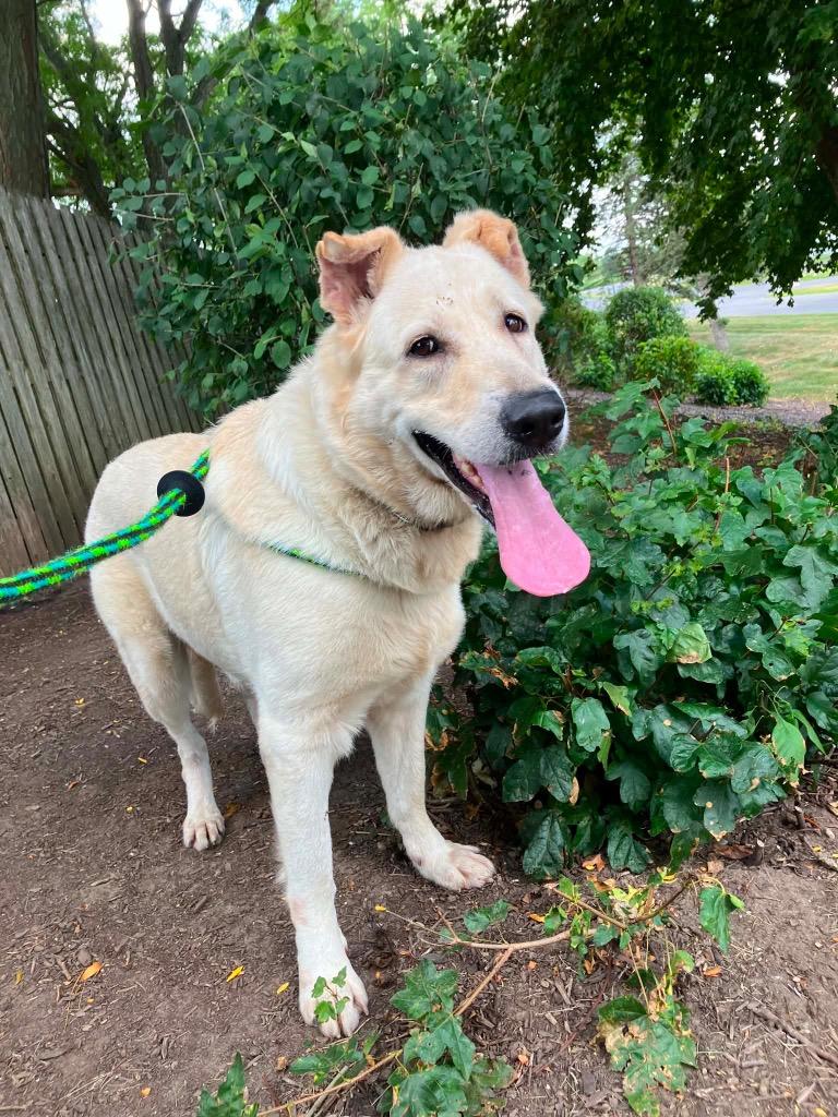Enlarge Bianca, a Adopted mixed breed in Liverpool, NY image 4/4