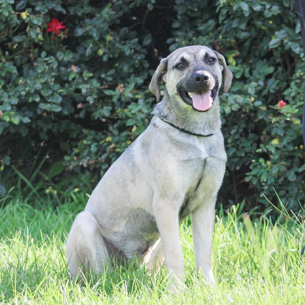 Enlarge Snickers, a Adoptable mixed breed in Groveland, MA image 2/4