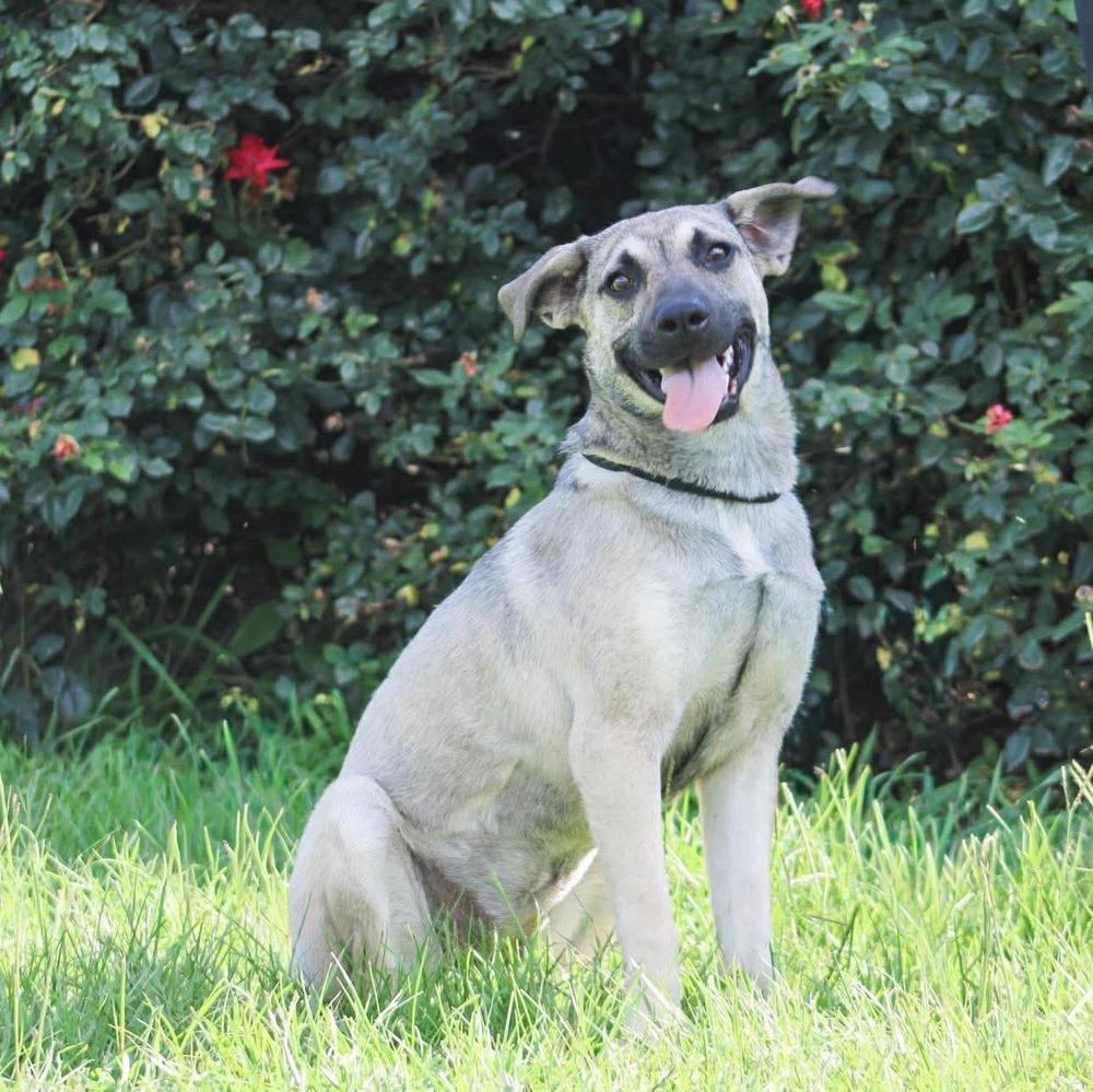 Enlarge Snickers, a Adoptable mixed breed in Groveland, MA image 3/4