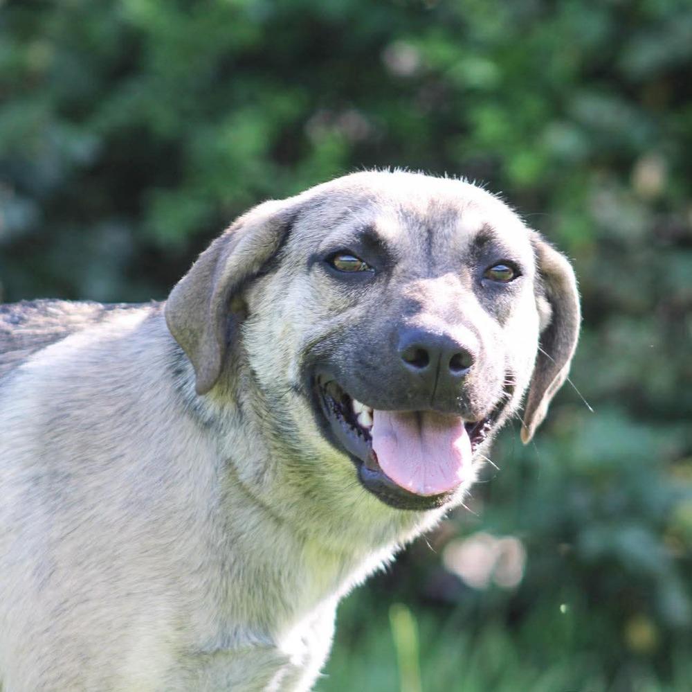 Enlarge Snickers, a Adoptable mixed breed in Groveland, MA image 4/4