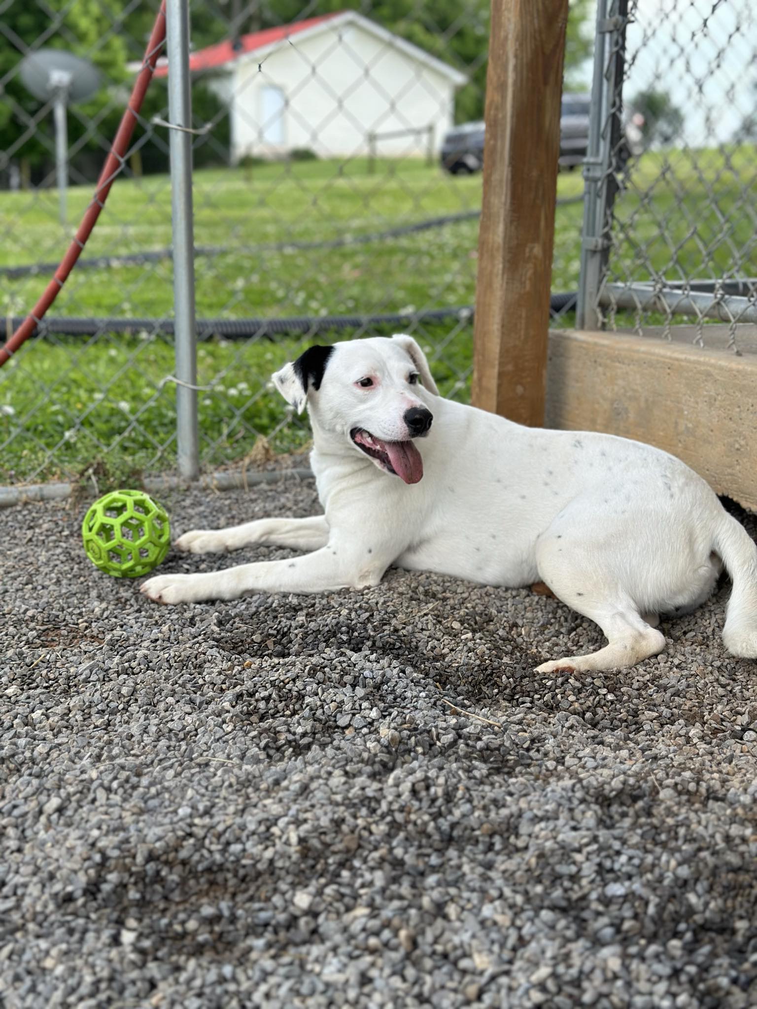 Susie.....Fee Sponsorship, Adoptable, Young Female Australian Cattle Dog / Blue Heeler.