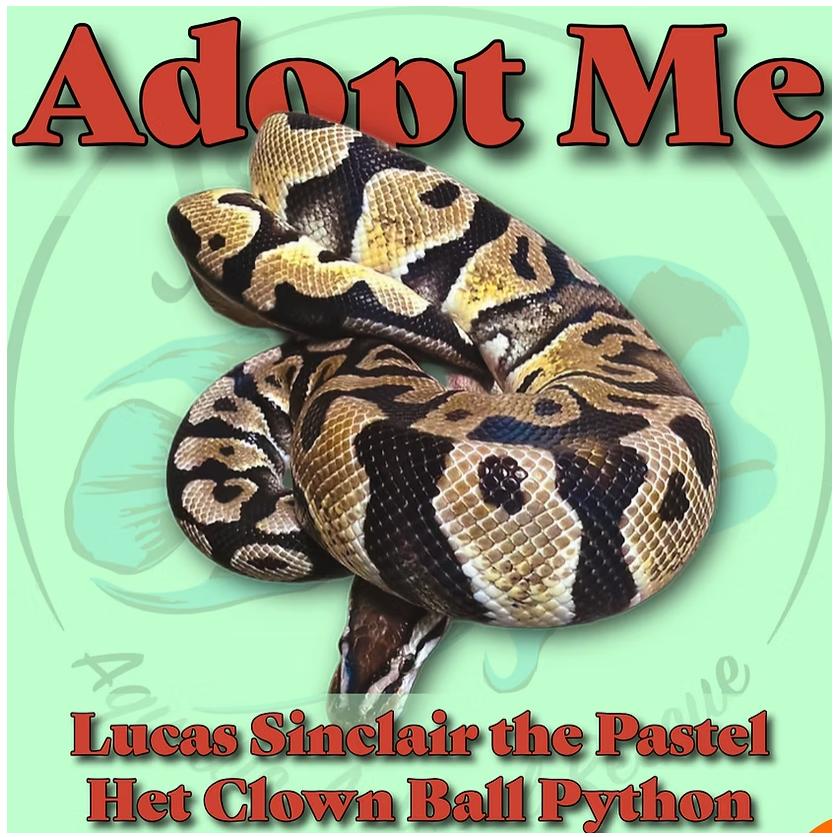 Lucas Sinclair the Pastel Het Clown Ball Python, Adoptable, Adult Unknown Ball Python.