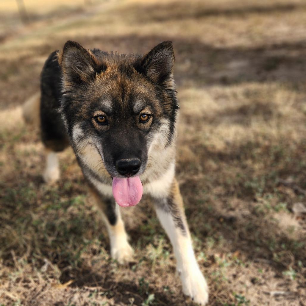 Asher JuM, an adoptable Keeshond, Husky in Seattle, WA, 98106 | Photo Image 4