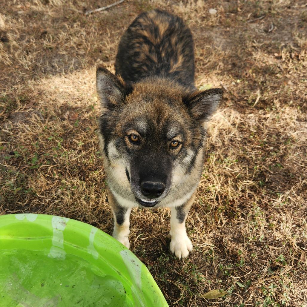 Asher JuM, an adoptable Keeshond, Husky in Seattle, WA, 98106 | Photo Image 6