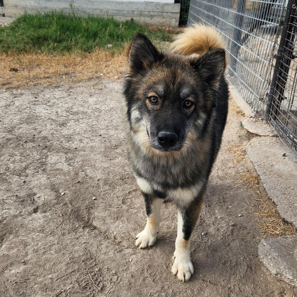 Asher JuM, an adoptable Keeshond, Husky in Seattle, WA, 98106 | Photo Image 5