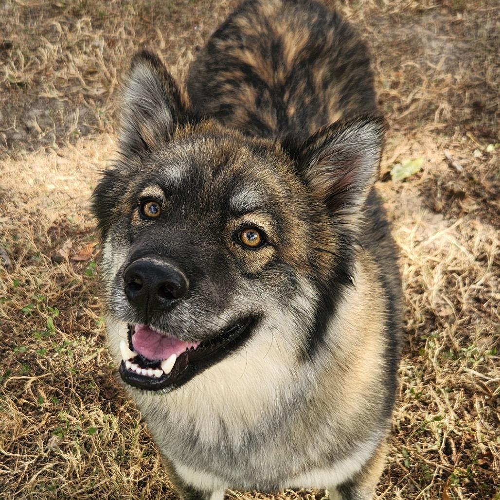 Asher JuM, an adoptable Keeshond, Husky in Seattle, WA, 98106 | Photo Image 1