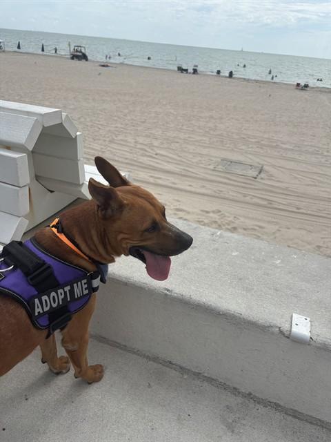 TANNER, Adoptable, Adult Male Black Mouth Cur & Mixed Breed.