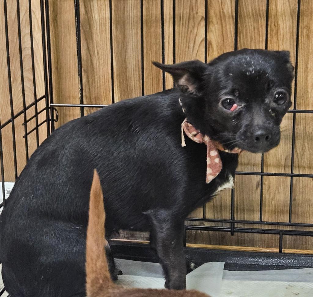 Pebbles, Adopted, Senior Female Chihuahua.
