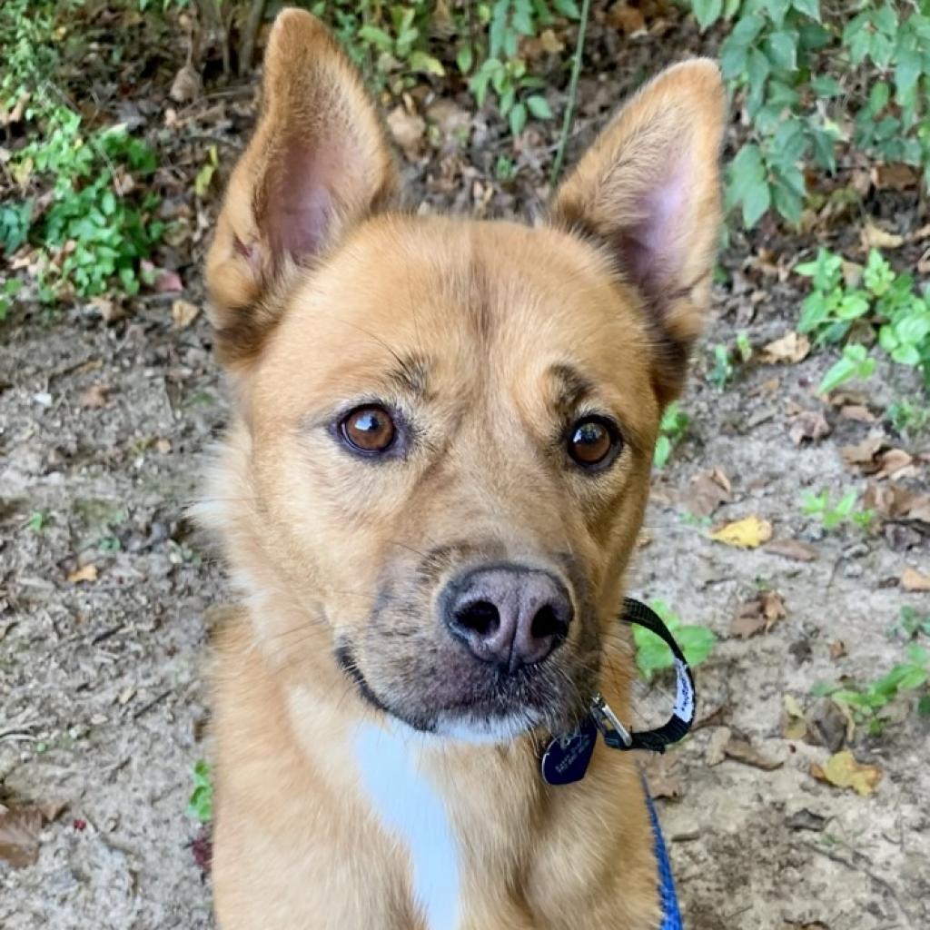 Harper, Adoptable, Senior Female Chow Chow & Cattle Dog.