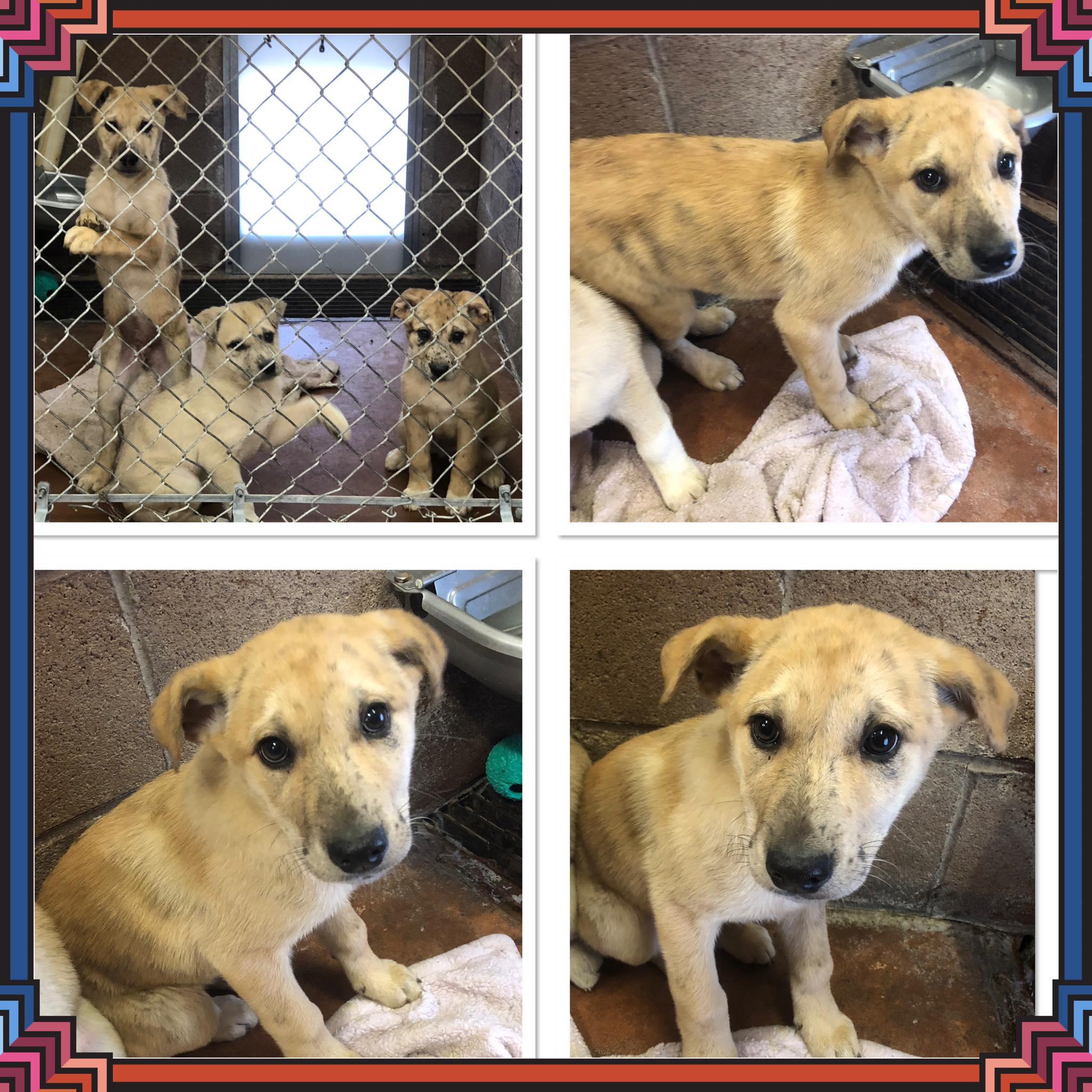 ASPEN, ADOPTABLE, Puppy Female Mixed Breed.