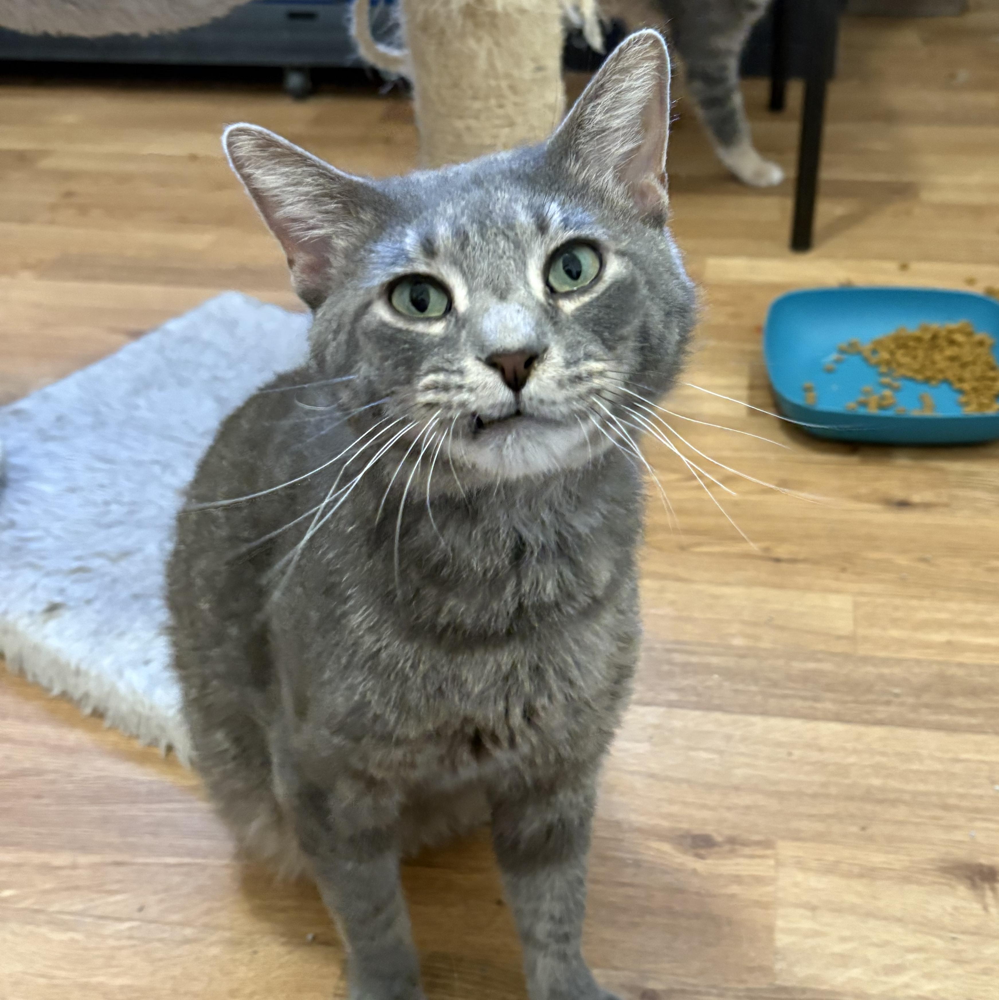 Curly Fry, Adoptable, Adult Male Domestic Short Hair.