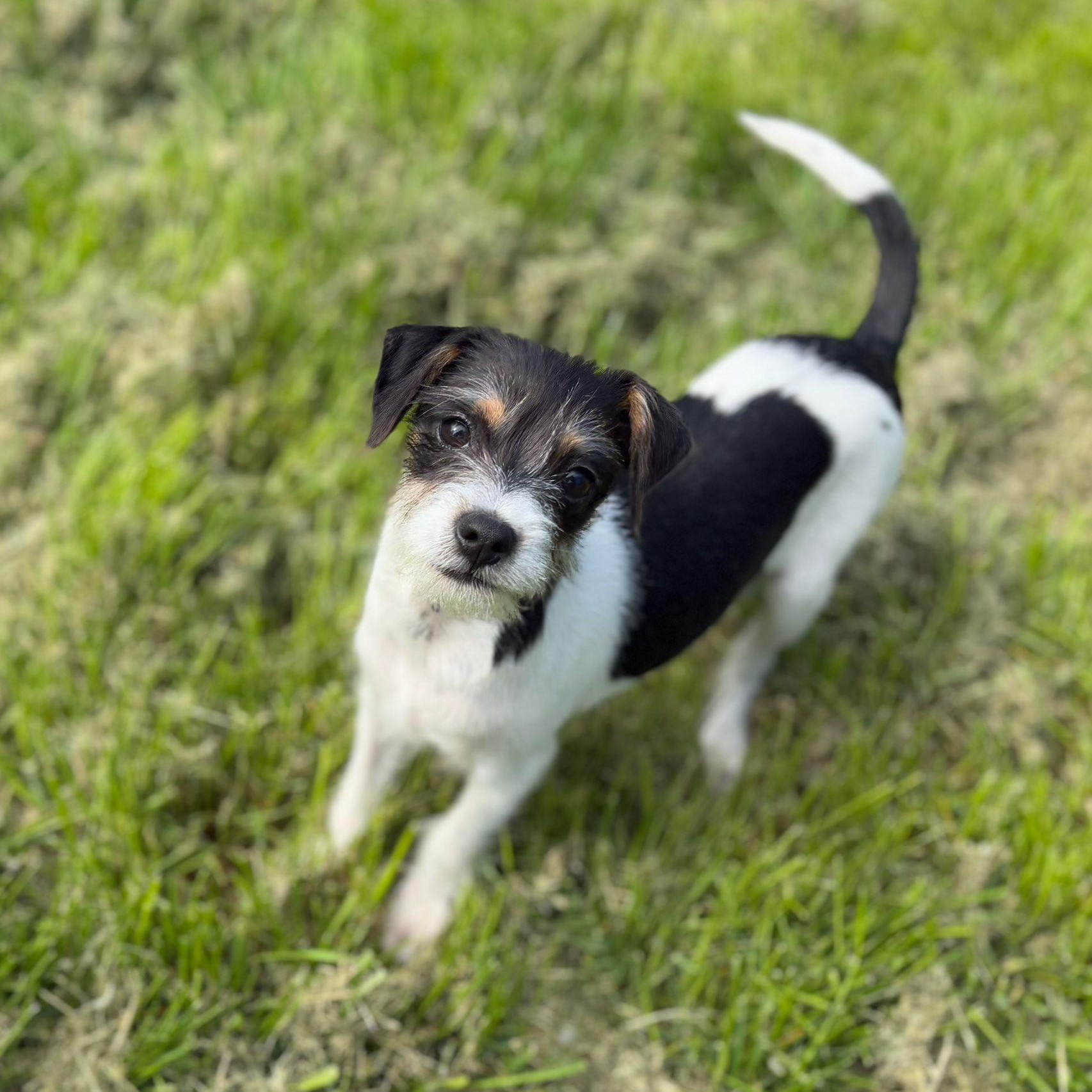 Enlarge Taj, a ADOPTABLE mixed breed in Woolwich, ME image 2/3