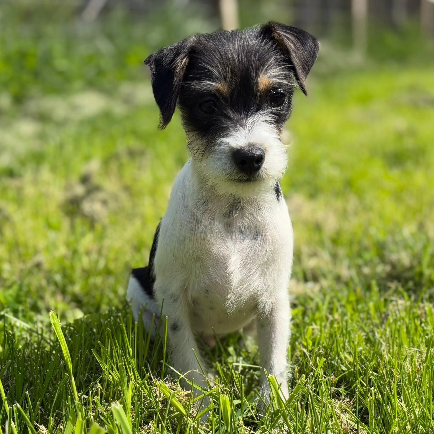 Enlarge Taj, a ADOPTABLE mixed breed in Woolwich, ME image 3/3