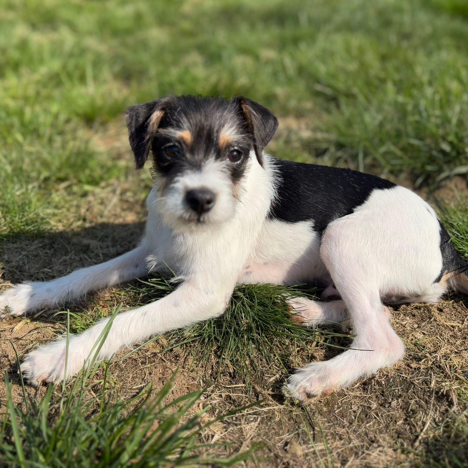 Taj, ADOPTABLE, Young Male Jack Russell Terrier.