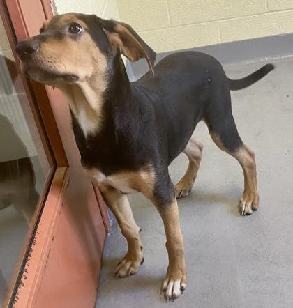 Enlarge Hunter, a Adoptable Hound in Glasgow, KY image 2/2