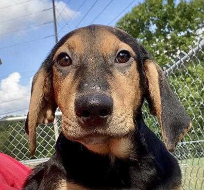 Enlarge Hunter, a Adoptable Hound in Glasgow, KY image 1/2