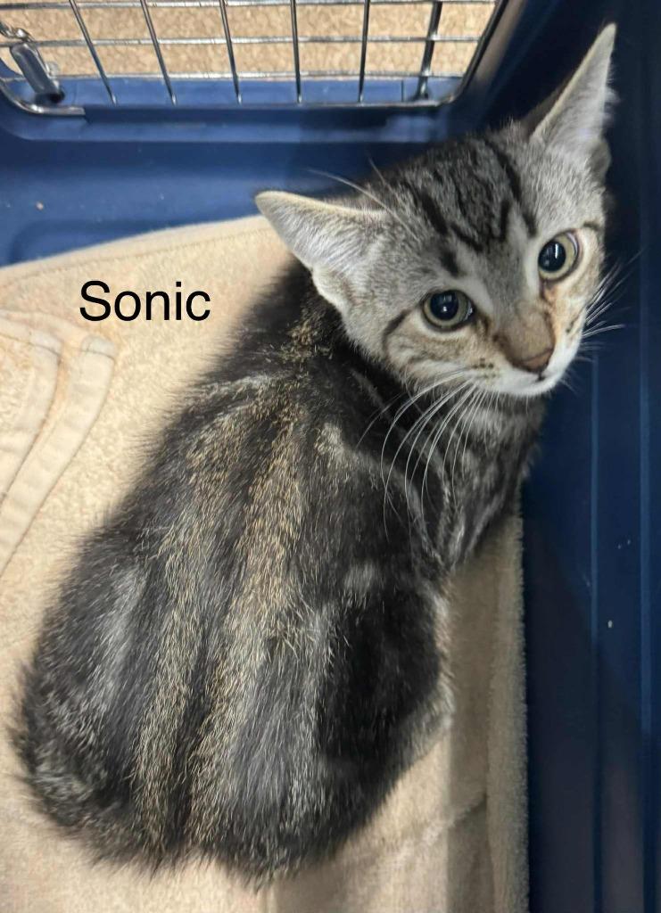Sonic, Adopted, Young Male Domestic Short Hair.
