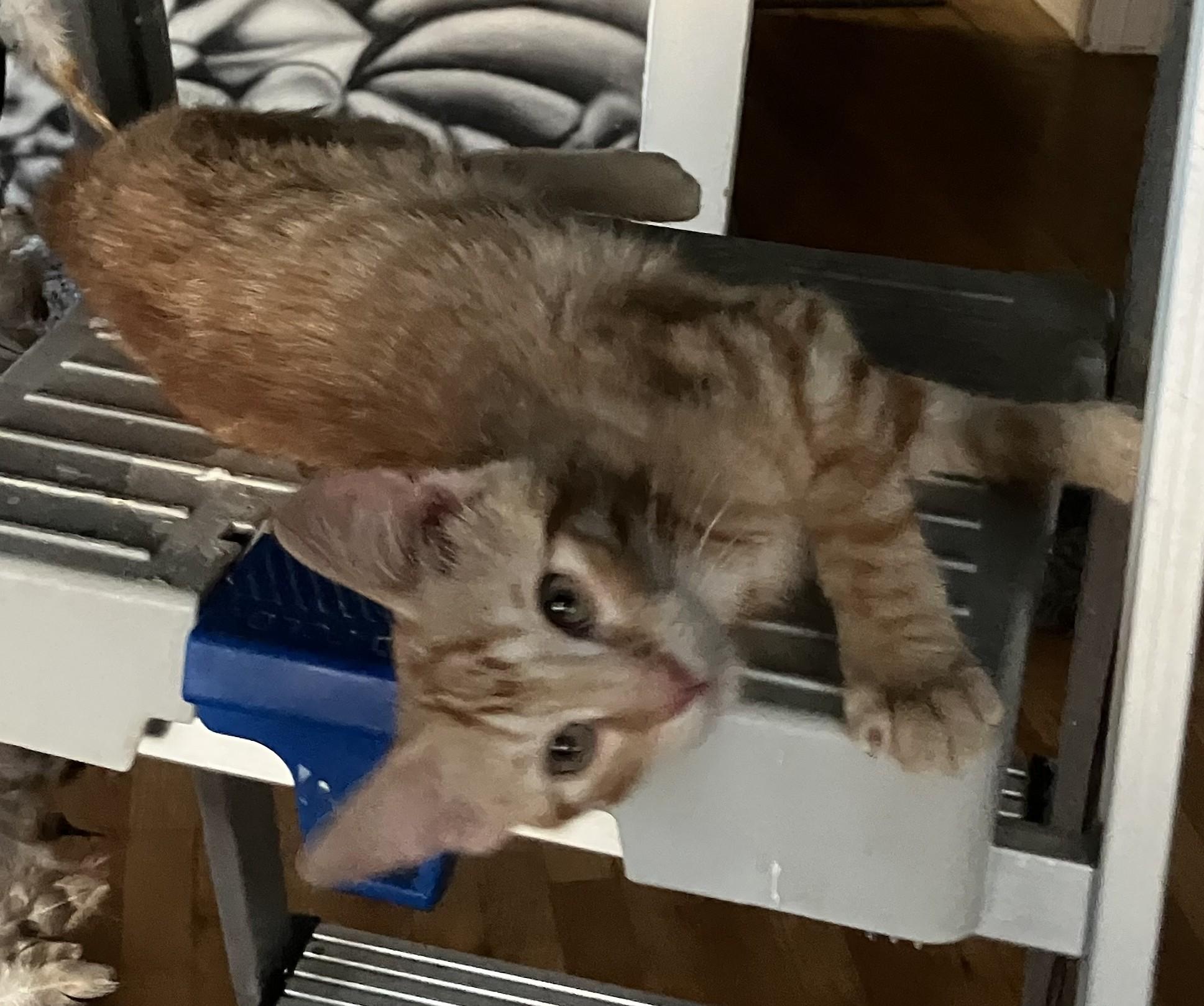 Taco -Everybody's Best Friend, a ADOPTABLE Domestic Short Hair in Prescott, AZ image 1/4