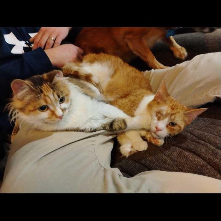 Cleocatra (Not on Site)