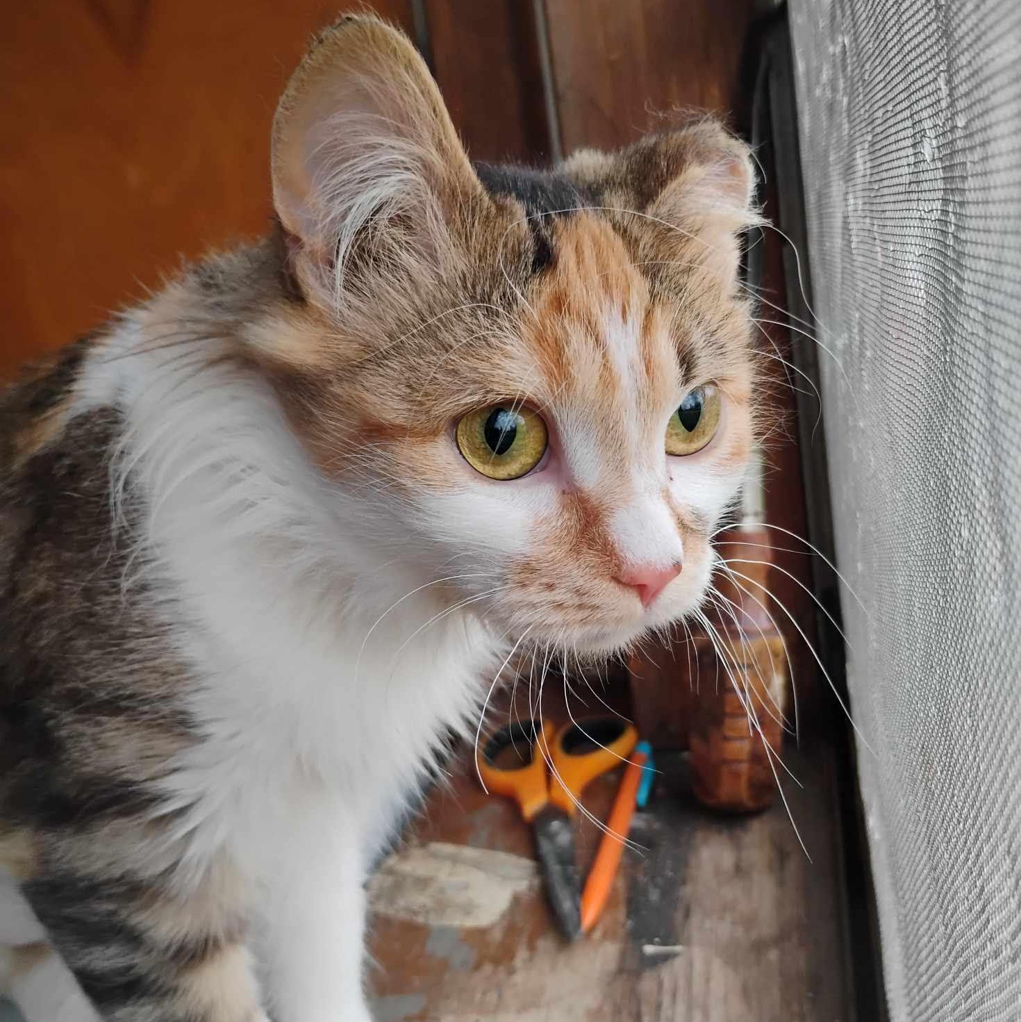 Cleocatra (Not on Site)