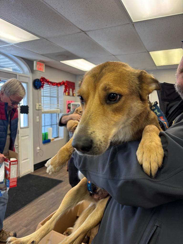 Enlarge Lily, a Adoptable mixed breed in Hot Springs, AR image 1/1