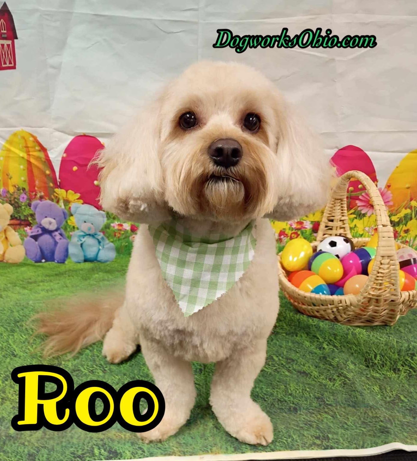 Enlarge Roo, a Adoptable mixed breed in Toledo, OH image 2/3