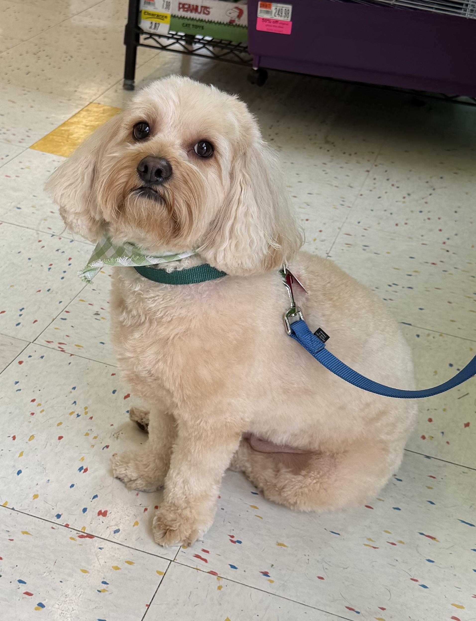 Roo, Adoptable, Young Male Cavapoo.