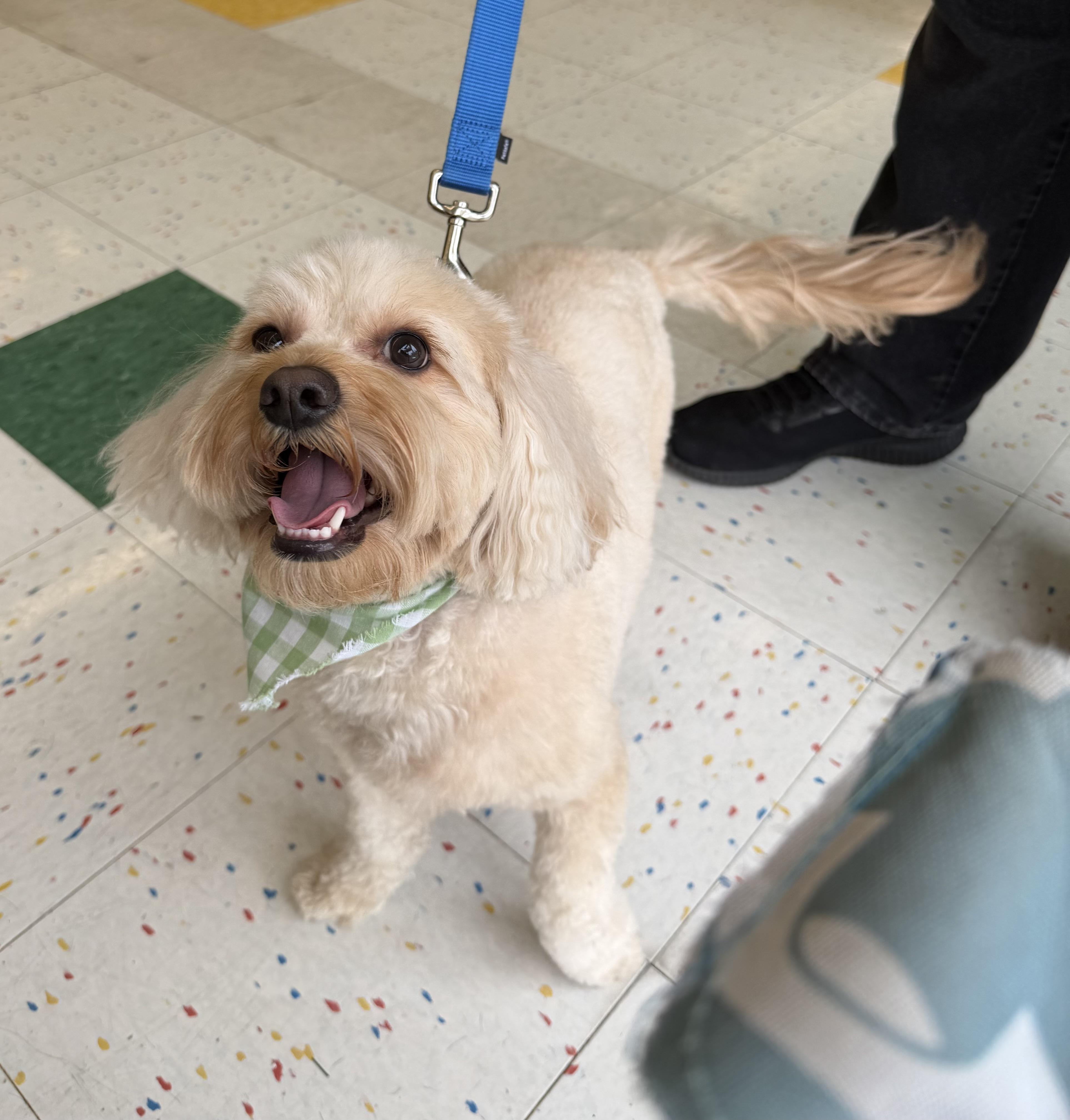Enlarge Roo, a Adoptable mixed breed in Toledo, OH image 3/3