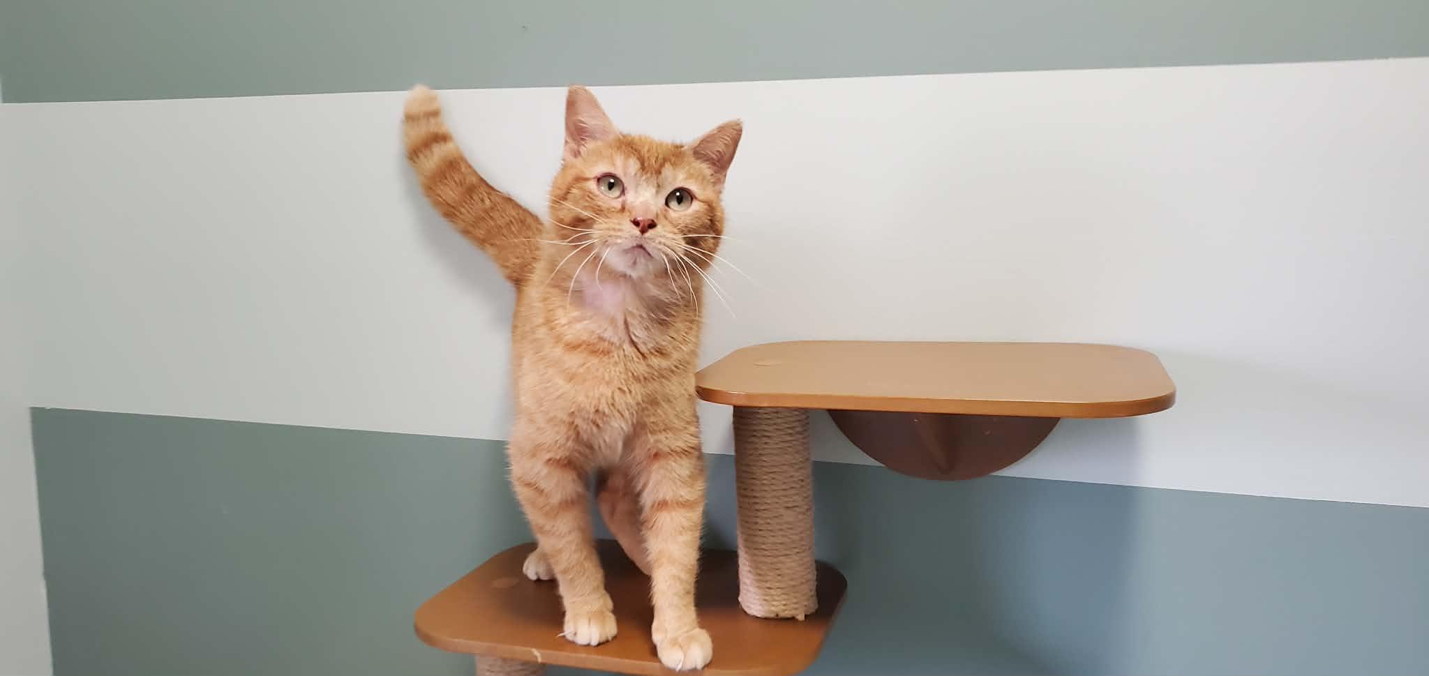 Enlarge Zeppelin, a ADOPTABLE Domestic Short Hair in Hutchinson, MN image 3/6