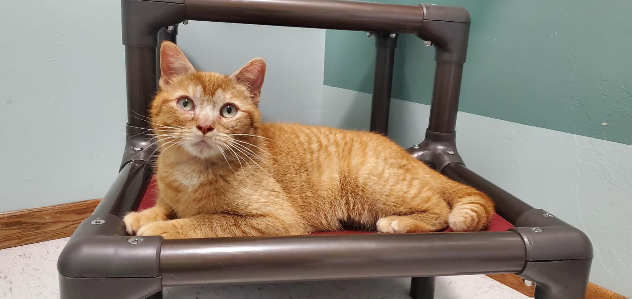 Enlarge Zeppelin, a ADOPTABLE Domestic Short Hair in Hutchinson, MN image 1/6
