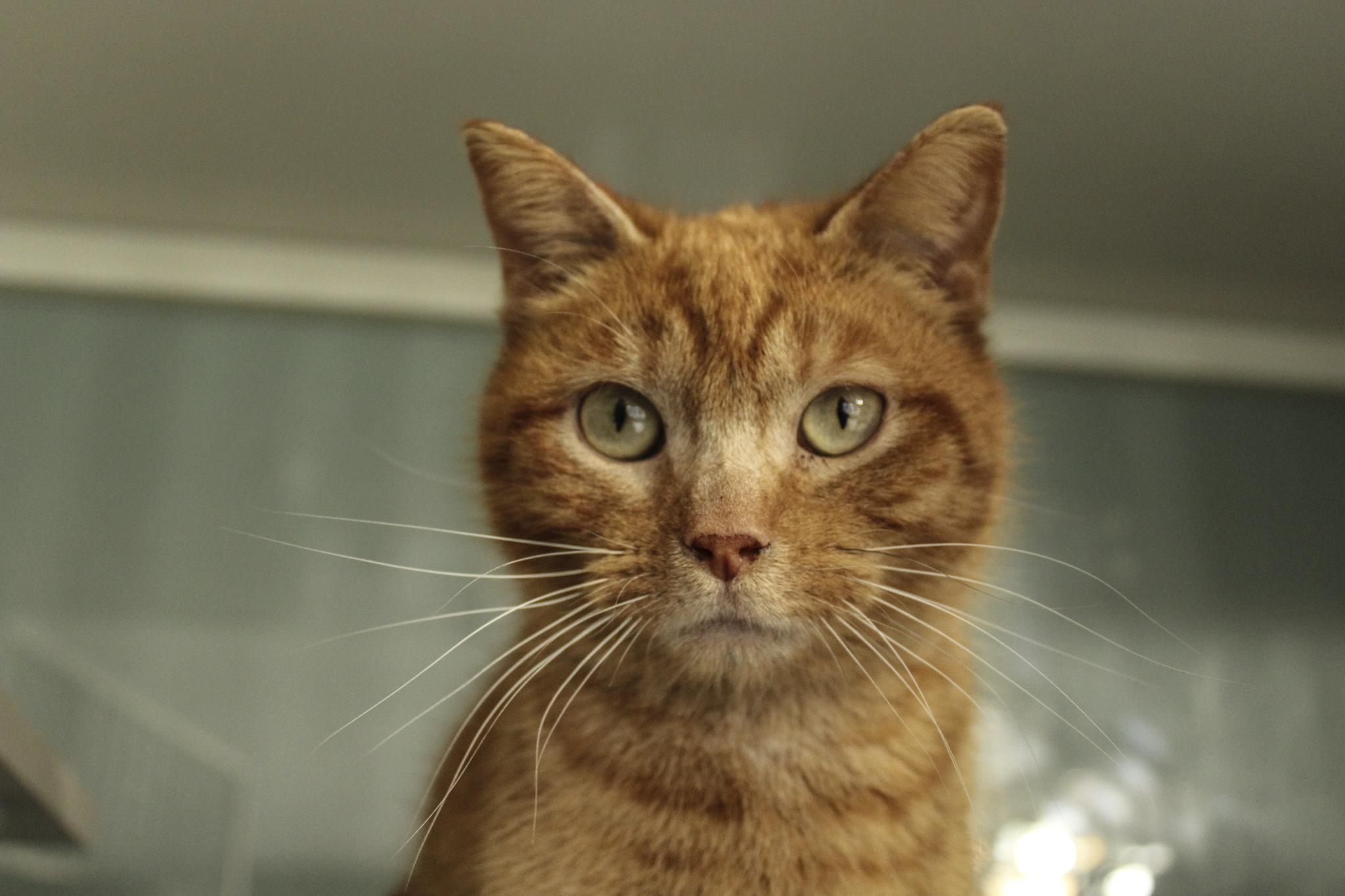 Enlarge Zeppelin, a ADOPTABLE Domestic Short Hair in Hutchinson, MN image 4/6