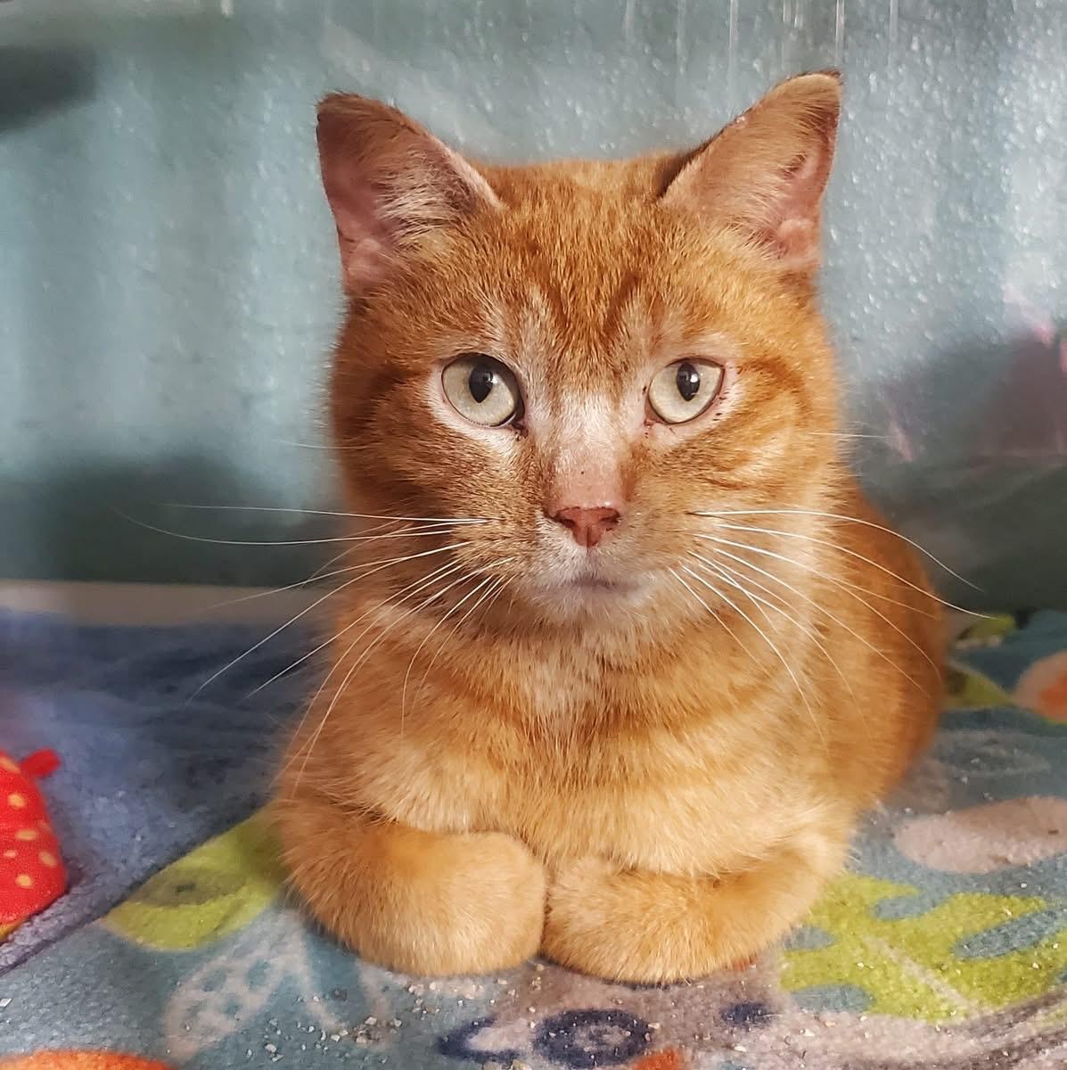 Enlarge Zeppelin, a ADOPTABLE Domestic Short Hair in Hutchinson, MN image 1/6