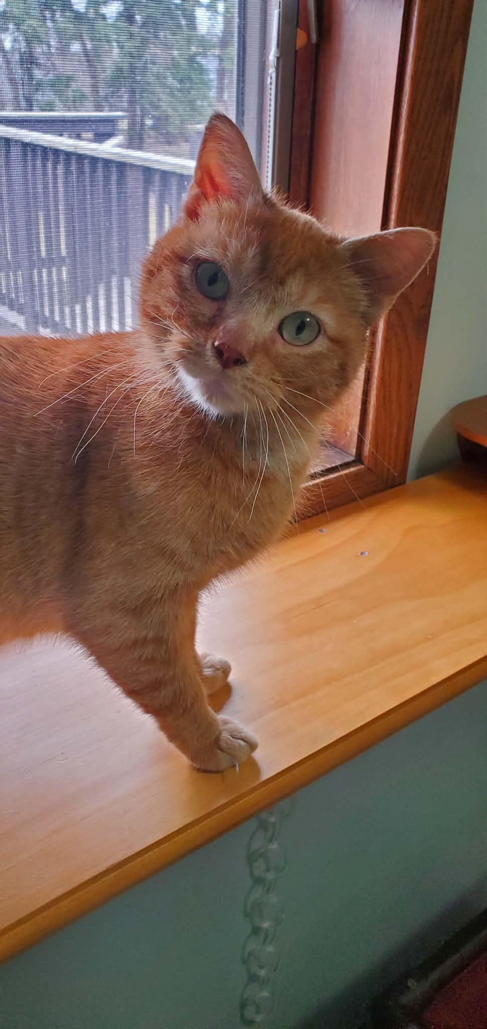 Enlarge Zeppelin, a ADOPTABLE Domestic Short Hair in Hutchinson, MN image 6/6